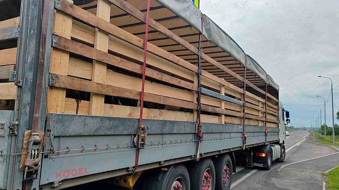 36 телят из Бурятии незаконно везли в Новосибирскую область