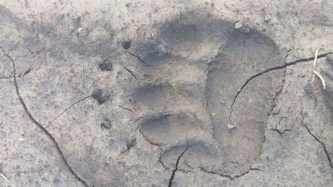 Медведь прогулялся у детского сада в селе Бурятии