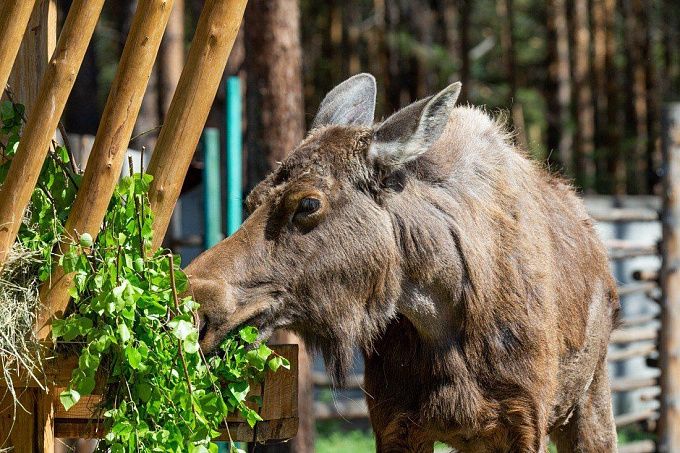 Банду нелегальных охотников на лосей осудили в Улан-Удэ