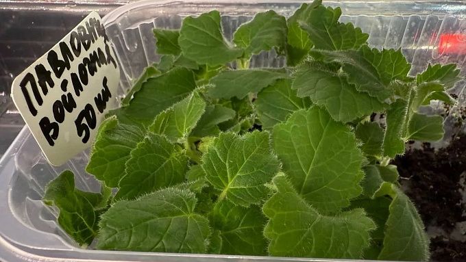 «Высокое и красивое»: дерево-рекордсмен появится на улицах Улан-Удэ