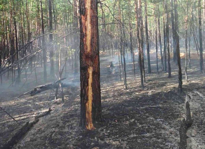  В Бурятии произошло сразу 11 лесных пожаров