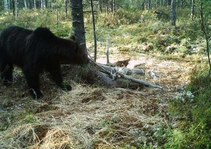 В лесу Бурятии появился шкодливый медведь