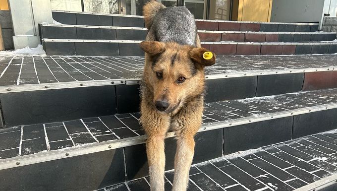 Школьникам, пострадавшим от укусов бродячих собак в Бурятии, выплатили компенсации