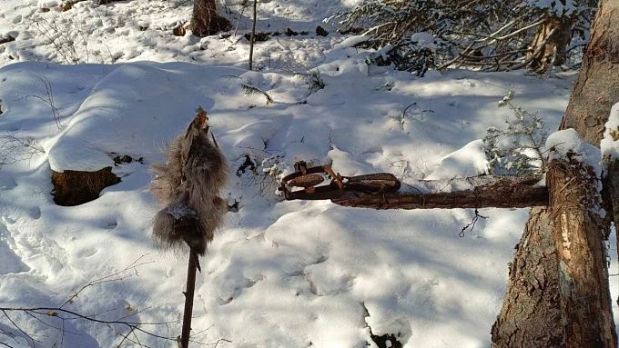 Петли, капканы и соболя нашли у браконьера в Бурятии