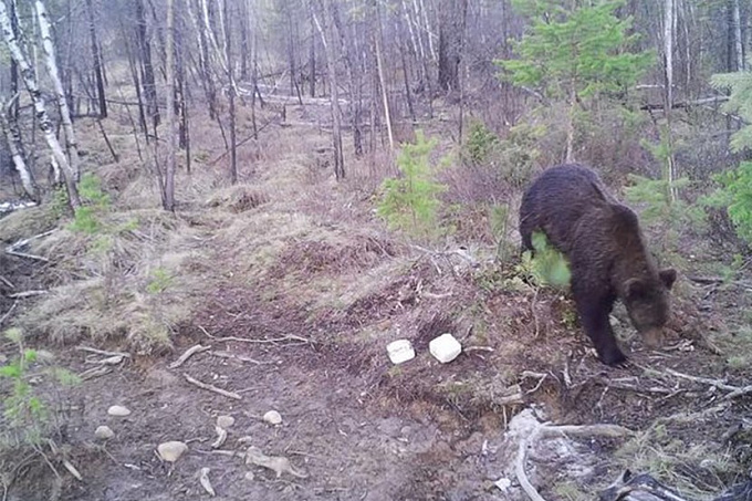 На Байкале медведь полакомился фотоловушкой