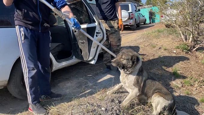 В Улан-Удэ напавшие на 7-летнего ребенка собаки могут быть хозяйскими