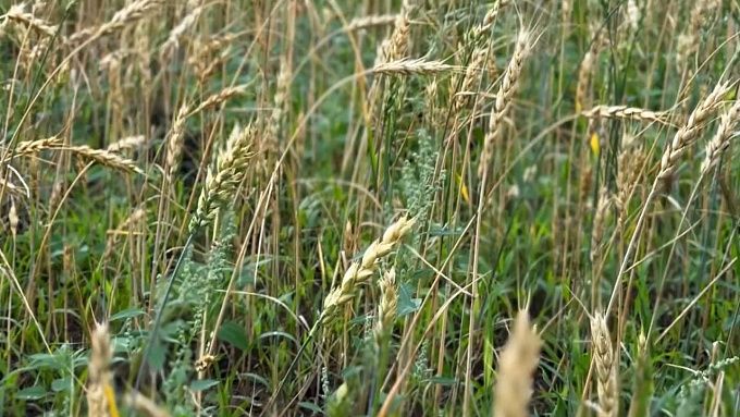 В Бурятии обнаружили множество нарушений при выдаче грантов «Агростартапа» В Бурятии обнаружили множество нарушений при выдаче грантов «Агростартапа»