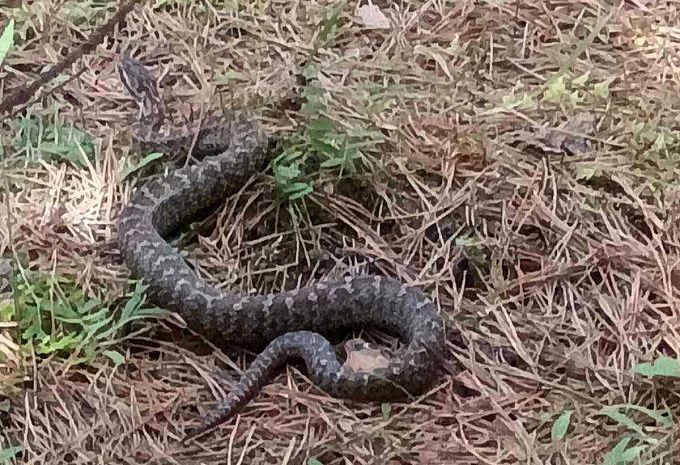 Жители района Бурятии вновь наткнулись на ядовитую змею