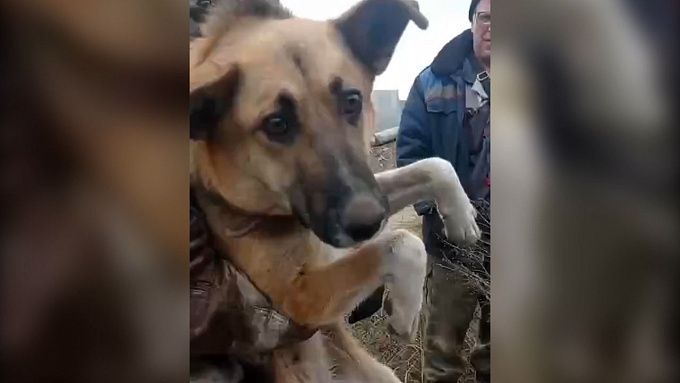 В Улан-Удэ нашли хозяйку собаки, просидевшей на дне колодца несколько дней