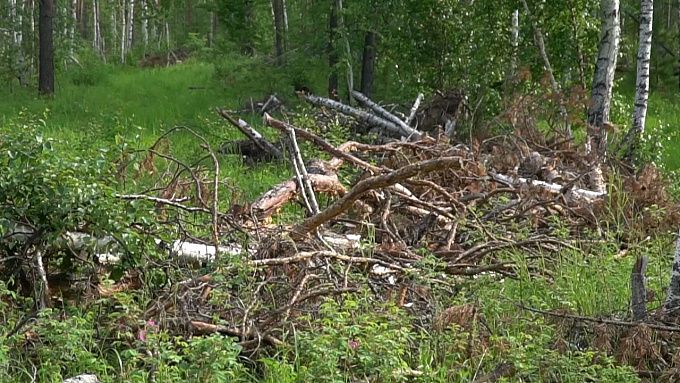 В Бурятии определили места для сбора валежника