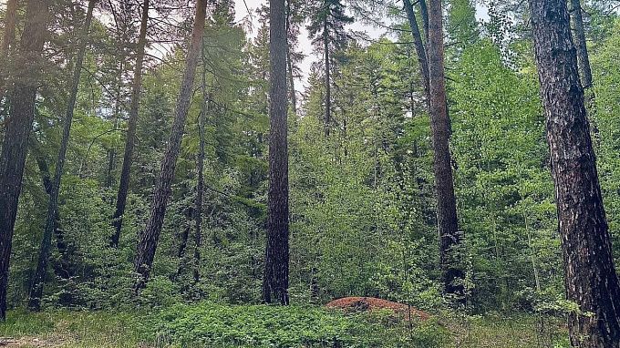 В Бурятии потушили все лесные пожары