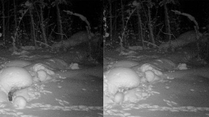 Зайца-беляка сняли на фотоловушку в нацпарке Бурятии. ФОТО