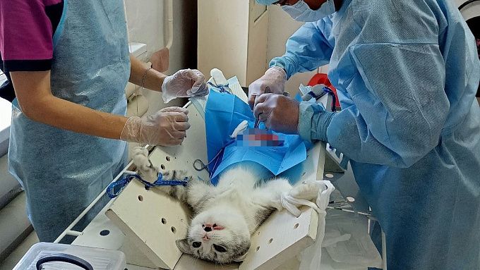 В районах Бурятии пройдет льготная стерилизация домашних животных
