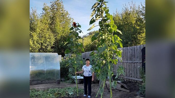 5-метровые подсолнухи и килограммовые помидоры. Жители Бурятии хвастаются «аномальным» урожаем