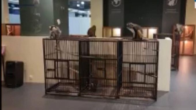 Нелегальный зоопарк наказали рублем в Улан-Удэ