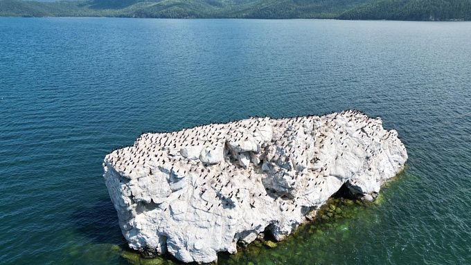 Скопления бакланов обнаружили ещё в двух местах на Байкале