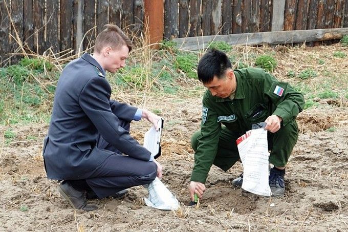 В двух районах Бурятии объявили карантин из-за опасного вредителя