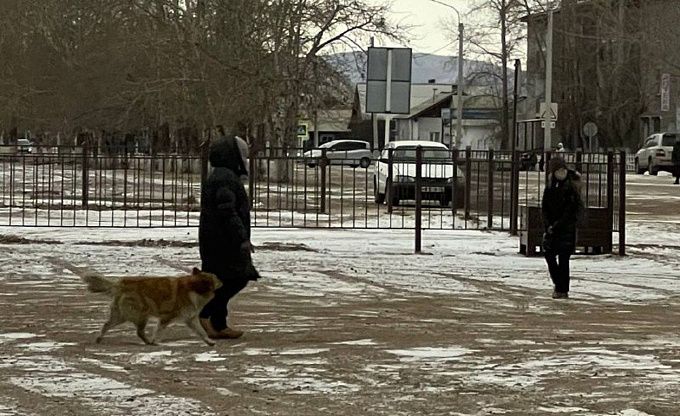 В Бурятии детей по дороге в школу пугали хозяйские собаки на самовыгуле