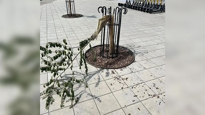 «Минутное развлечение»: два подростка сломали деревья в центре Улан-Удэ