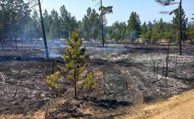 В Бурятии из-за брошенного окурка сгорело 20 гектаров леса