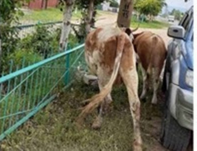 В Бурятии коровы снова терроризируют чужие авто