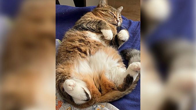 «У Газетки все хорошо». Спасенная в Доме печати кошка стала полноценным членом семьи