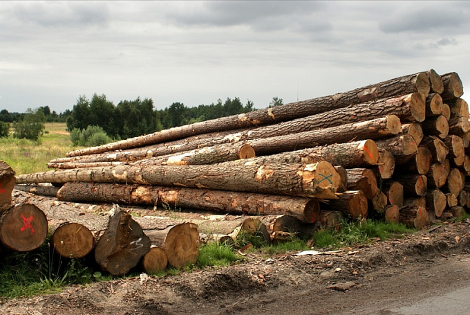 В Бурятии черный лесоруб спилил лес на 9 млн рублей