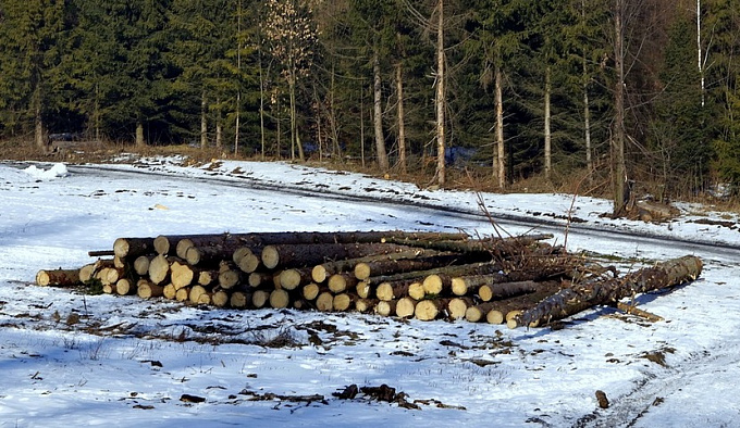 В Бурятии сельский депутат спилил лес на 3,8 млн рублей