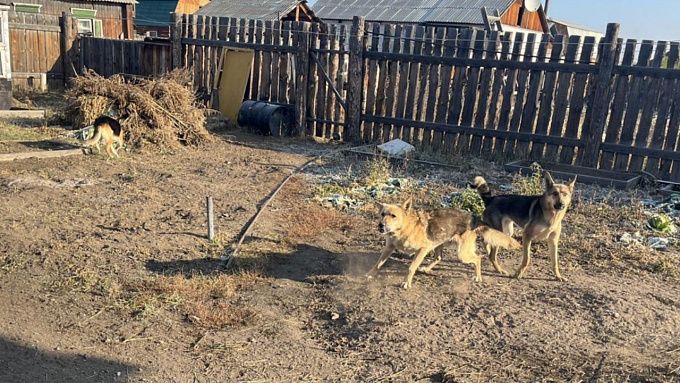 ШОК: Собаки насмерть загрызли жительницу Бурятии 