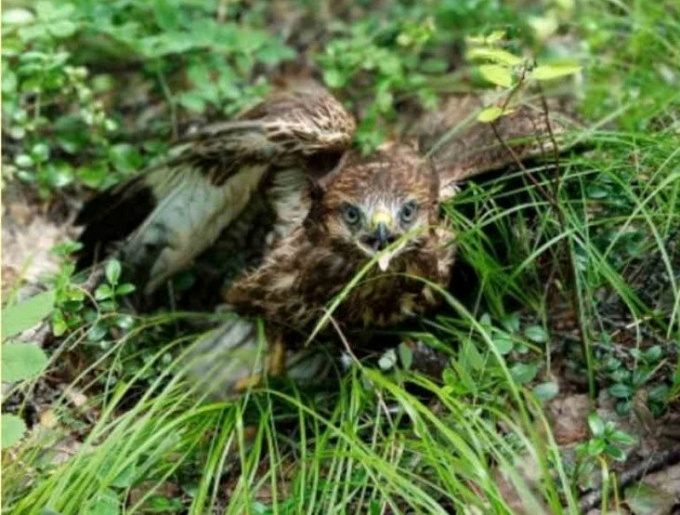 В Бурятии хищная птица чуть не сбила лесников (ФОТО)