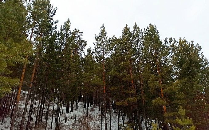 Площадь сгоревшего, мертвого и поврежденного леса на Байкале превысила 120 тыс. га