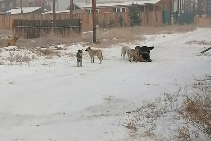 Следственный комитет начал проверку по факту нападения собак в Улан-Удэ
