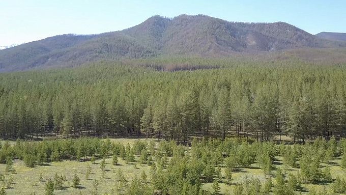 Житель Бурятии устроил в лесу переполох почти на полмиллиона рублей