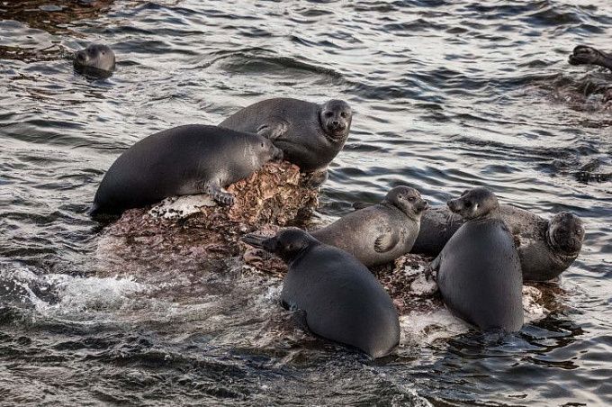 Байкальские нерпы стали быстрее лысеть из-за нехватки льда