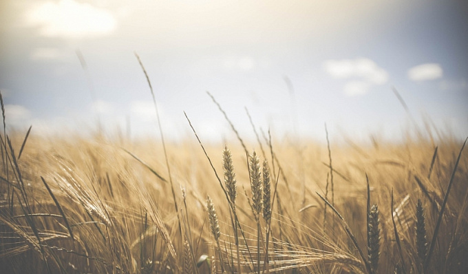Сельхозпроизводители Бурятии убрали почти 30% площадей зерновых