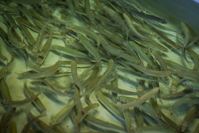 Восстановление популяции байкальского омуля зафиксировали ученые