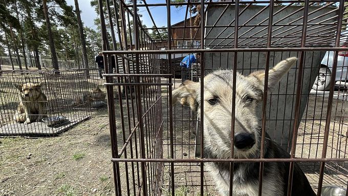 12 бездомных собак обрели хозяев на ярмарке-раздаче в Улан-Удэ