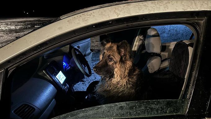На Байкале спасли собаку, которую хозяева оставили в тонущей машине