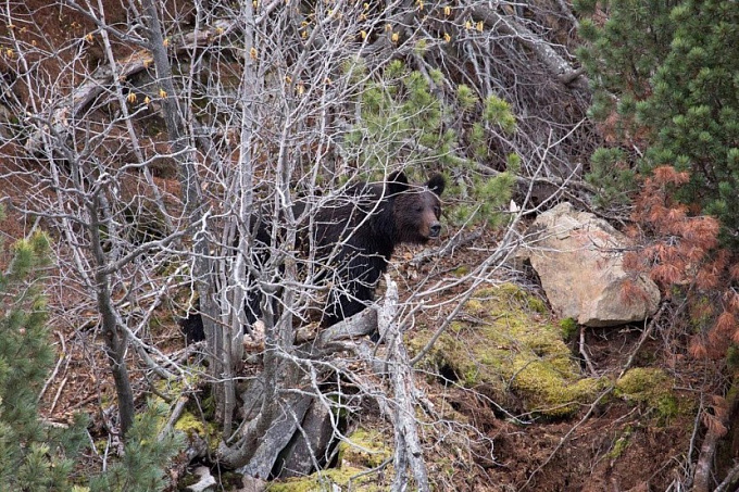 Осторожно: В Бурятии медведи вышли на поиск пропитания