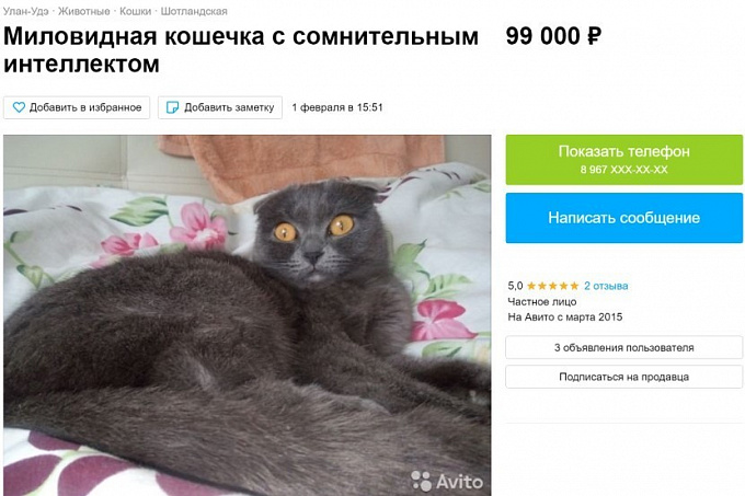 В Улан-Удэ продают кошку с «сомнительным интеллектом» за 99 тысяч