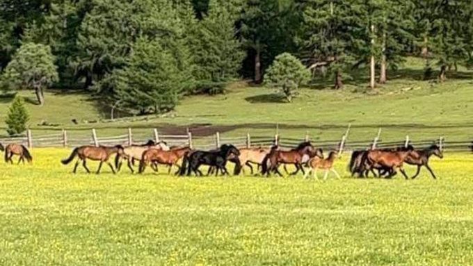 В Бурятии стало больше на одно племенное хозяйство больше