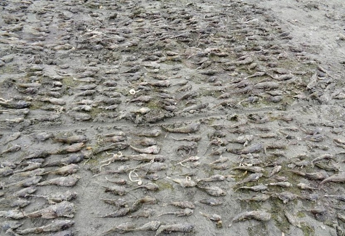 Массовая гибель рыбы произошла на Байкале в Бурятии (ФОТО)