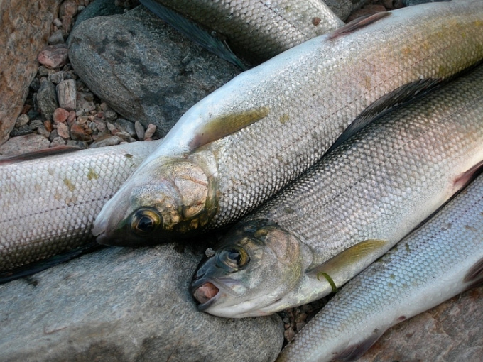 В Бурятии вводят новые правила рыболовства