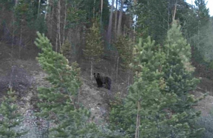 В Бурятии медведь разгуливал вдоль дороги и следил за водителями