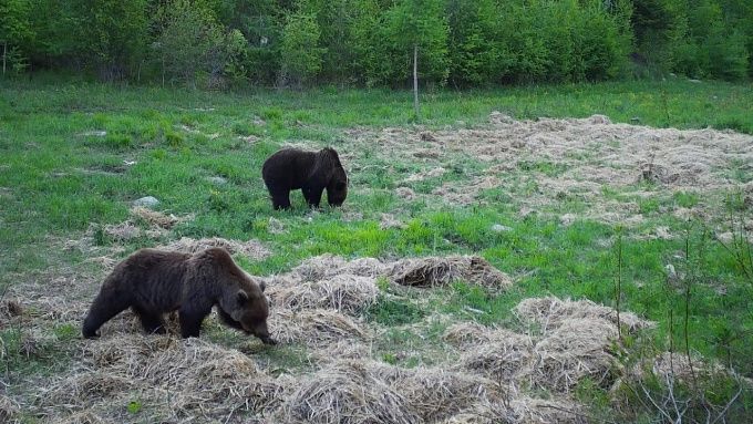 Голод и пожары вынуждают медведей мигрировать в Бурятию
