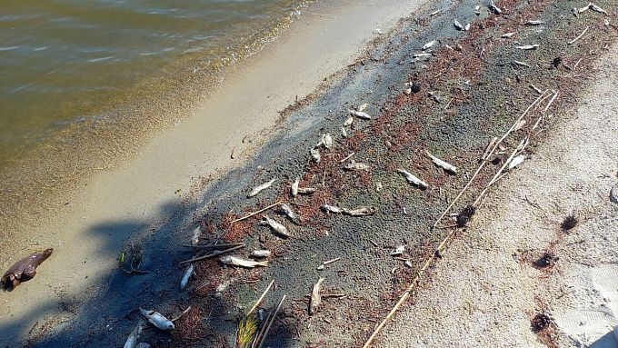 Мертвая рыба и мусор на Котокеле ужаснули жителей Бурятии