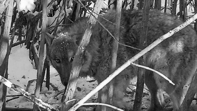 Бешеного волка отстрелили в районе Бурятии