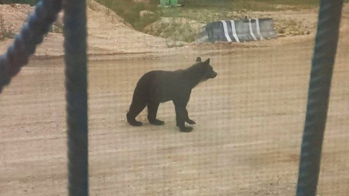 В Бурятии жители попросили не отстреливать медведя, который их напугал