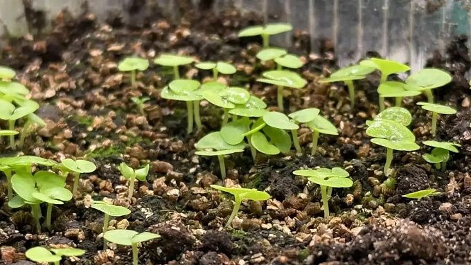 Более трех тысяч цветов украсят Улан-Удэ