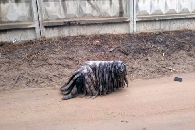 В Бурятии спасли очень лохматую собаку (ФОТО)